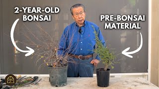 Side-by-Side: Big Chinese Elm Bonsai vs. Pre-Bonsai Material | What You Can Get in 1-2 Years