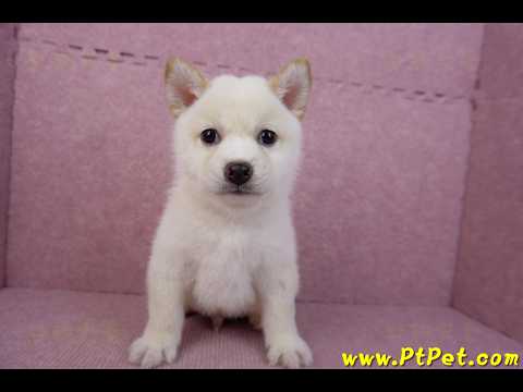05/24白色柴犬公幼犬