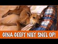 Komt het nog goed met de zwaargewonde Gina? | DierenpraatTV