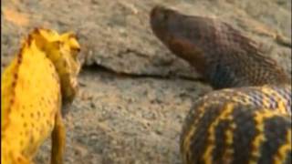 Gli animali più pericolosi del deserto Documentario National Geographic parte 2