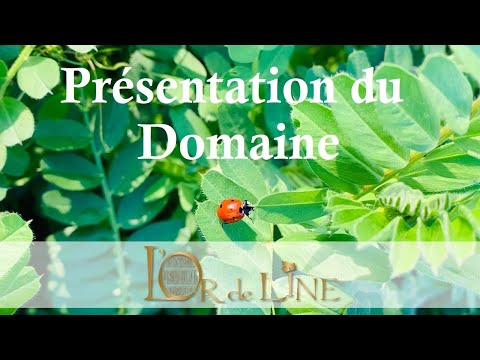 Présentation du domaine l'Or de Line