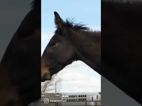 What sound does a #mule make?