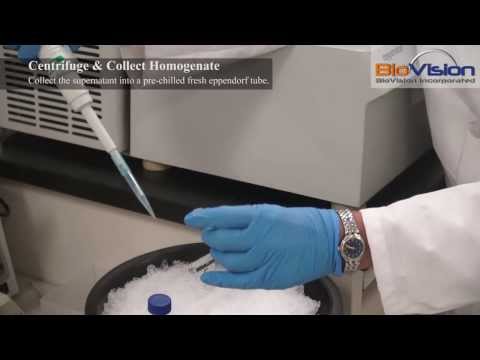 Tissue Homogenization Video | Biovision, Inc.