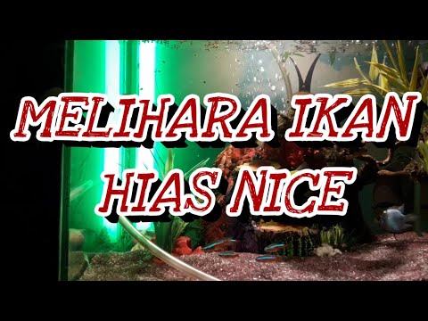 aquarium-isi-belut-dan-ikan-hias-ala-pedro-supedro-dunia-terbalik