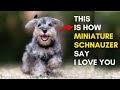 12 Sign Shows Your Miniature Schnauzer Dog Loves You But you Don't Know