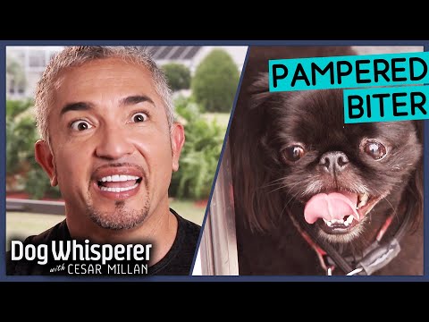 Pekingese Underbite