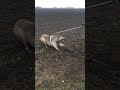 Timber Wolf Released NW Minnesota