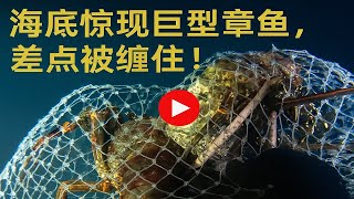 海底惊现巨型章鱼，差点被缠住！