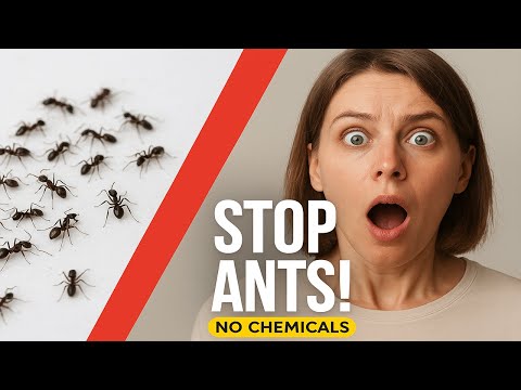 How to Get Rid of Ants in Your Kitchen — Natural DIY That WORKS