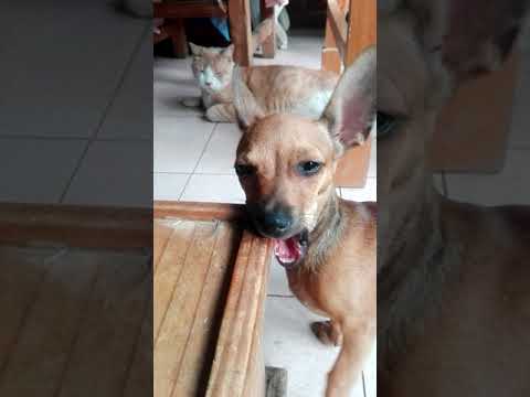 Pelea épica entre chiwinie y gato