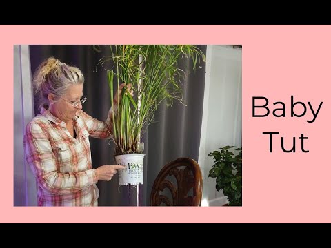 Overwintering Proven Winners Baby Tut Papyrus | Repotting & Cutting Back