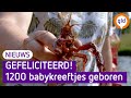 De rivierkreeft bedreigt de natuur