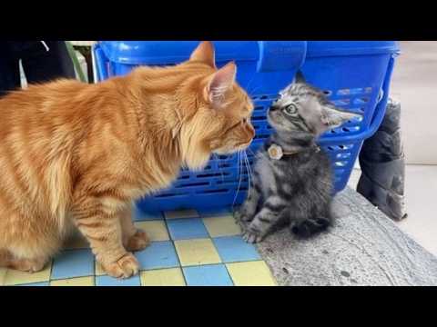 Les chats idiots ne peuvent pas contrôler leurs réactions face aux chatons pour la première fois !
