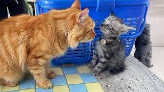 Les chats idiots ne peuvent pas contrôler leurs réactions face aux chatons pour la première fois !