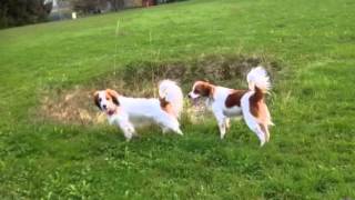 Download lagu Wiedersehen macht Freude mit Bella mp3