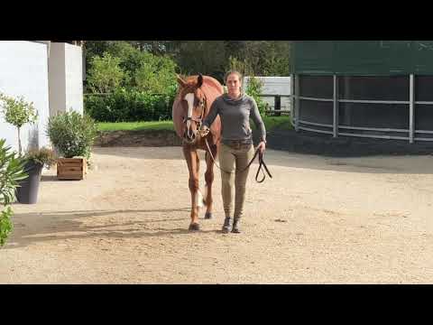 2020 October Yearling Sale - Lot 651 c. AMARON x HALAWATE