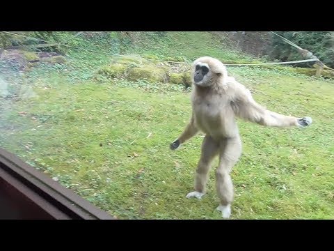 Funny Gibbon Intrigued by Guide Dog in Zoo