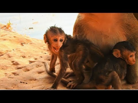 Part 1, This real act of Bellona before her passed away, How much Bellona cry scare? Tara dragged.