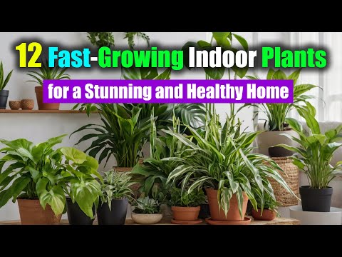 12 Fast-Growing Indoor Plants for a Stunning and Healthy Home | Anyone Can Grow