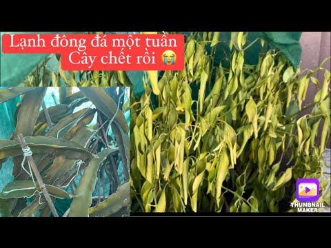 Thăm lại vườn cây ăn trái sau những ngày lạnh đông đá. 😭