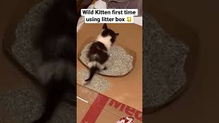 2 week old wild kitten learning to use litter box on her own
