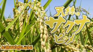 【天穂のサクナヒメ】何やら米を育てなくちゃならんらしい【＃08】
