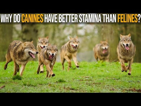 Why Do Canines Have Better Stamina Than Felines?