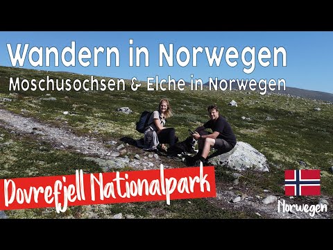 Norwegen | Wandern im Nationalpark Dovrefjell | Moschusochsen | VLOG