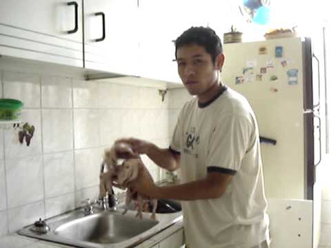 Would you like a guinea pig?