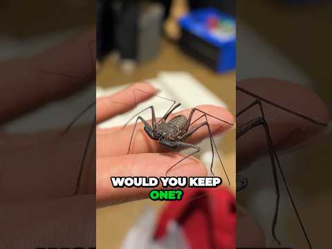 Would you keep a Tailless Whip Scorpion? 🕷️ #spider #bug #bugs #terrarium #invertebrate