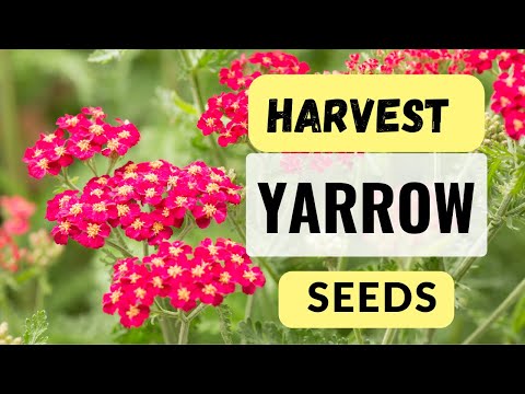 How to Collect and Extract Yarrow Seeds | Achillea Millefolium| Pollinator Garden | BirdofParadise