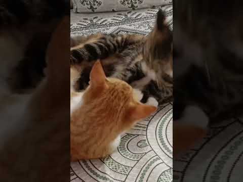 #match is still left#youtube shorts video