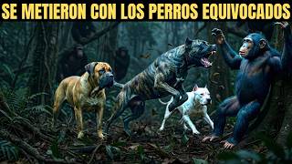 Dogo, Boerboel y Presa Canario contra un Clan de Chimpancés