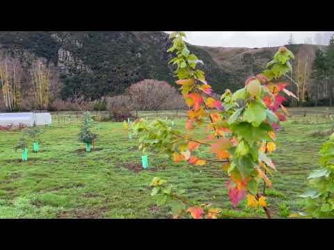 Autumn report from Beaumont NZ on 18 May 2023