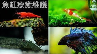 療癒水族影片 | 水晶蝦 極火蝦 冠尾鬥魚 雪花鬍子 白鼠魚 | Relaxing Aquascaping Video about My Shrimps and Betta Fish Tanks