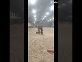 Hongre avec de la taille et de la force
