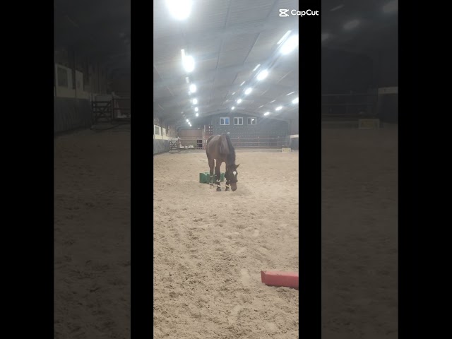 Hongre avec de la taille et de la force 
