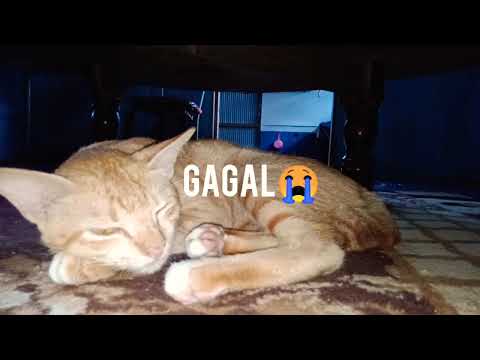 Ngagetin Kucing