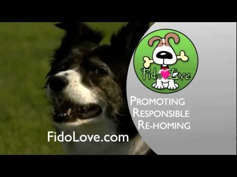 KOHD 9 Fido Love Blog