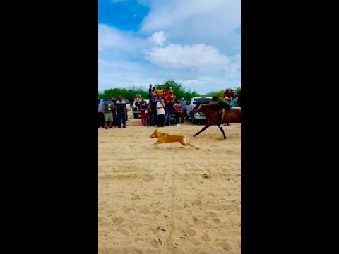 Perro Vs. Caballo