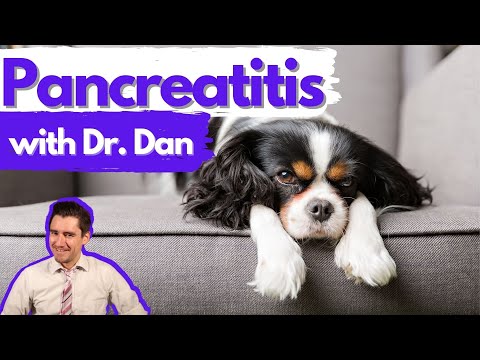 Pancreatitis in the dog.  Dr. Dan explains.