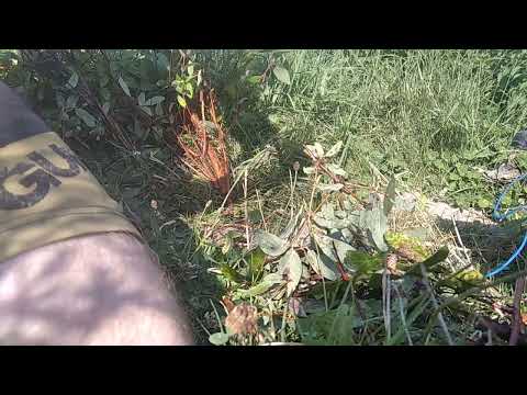 Řízkování Kamčatské borůvky do maltovníku část 1. 21.7.24