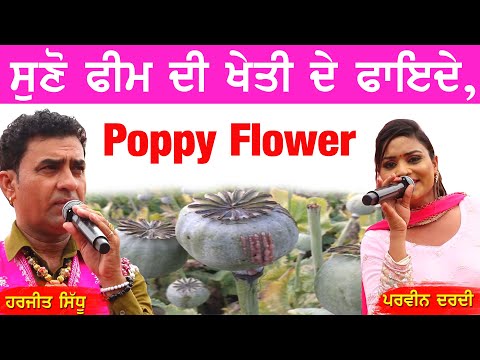ਫ਼ੀਮ ਦੇ ਫ਼ਾਇਦੇ | Poppy Flower | Harjit Sidhu & Parveen Dardi | New Desi ਦੋਗਾਣੇਂ 2023 #harjitsidhu