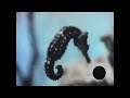 Sea Hoarse