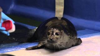 Bryce The Blind Harbor Seal