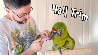 Great Green Macaw Voluntary Nail Trim
