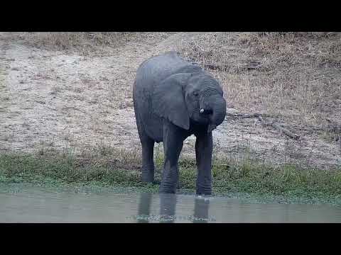 Djuma: Lone Elephant drinks at the dam - 13:40 - 03/12/2022