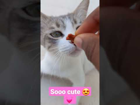 Feeding my cat 🐈