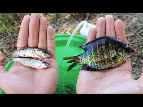 13lb Bass CHOKES Live Bluegill (Livebait Bass Fishing) Video