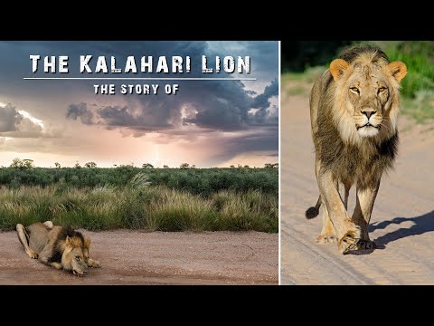 Protect the Kgalagadi / Kalahari Lion of the Kgalagadi Transfrontier Park Kgalagadi Photography